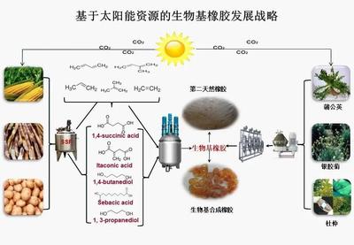 北京化工大學引領生物基橡膠材料研發，國家重點研發計劃項目順利通過績效評價